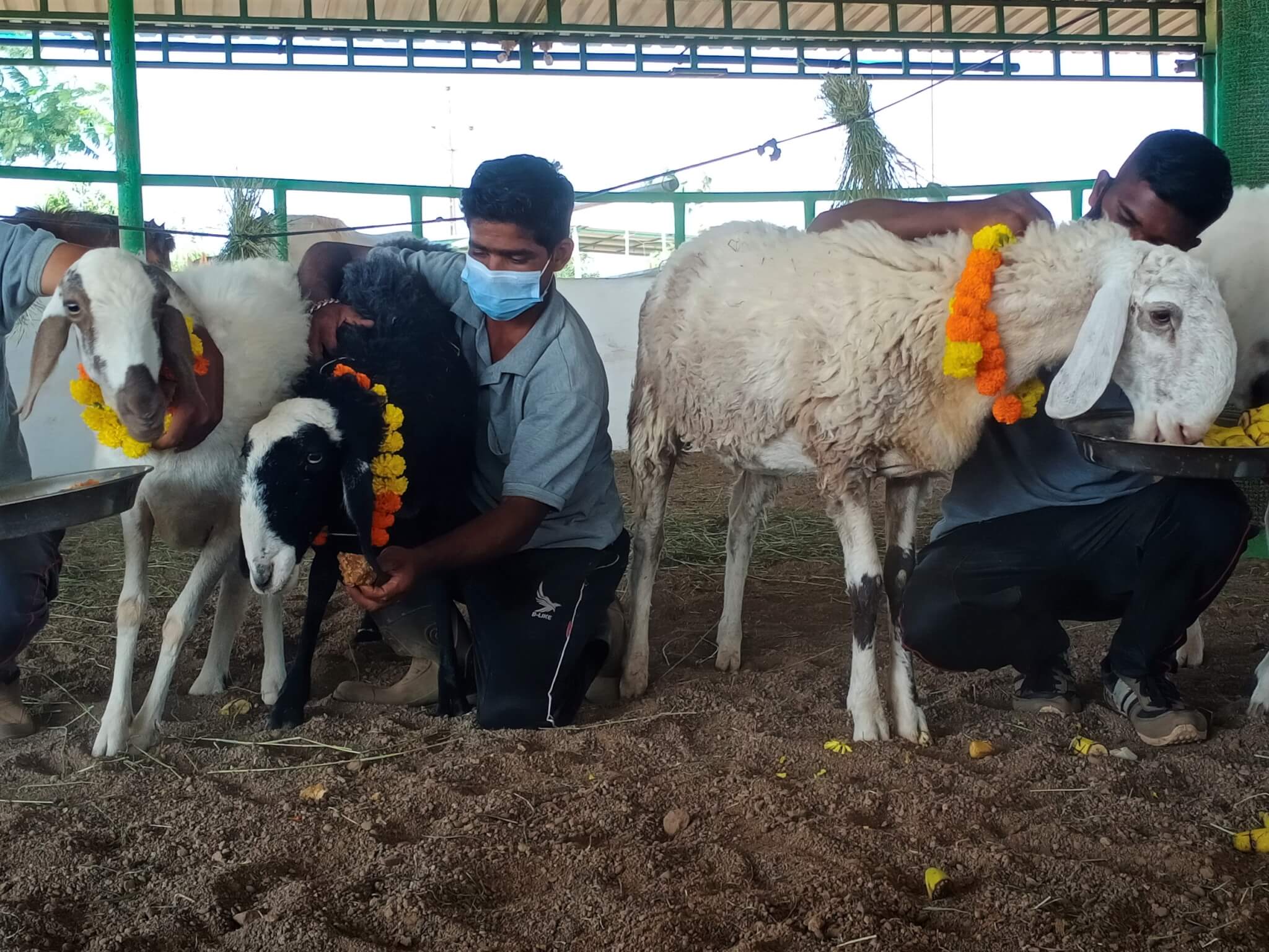 Rescued sheep enjoy the shade of the sanctuary's roundhouse while they savor their Diwali treats.