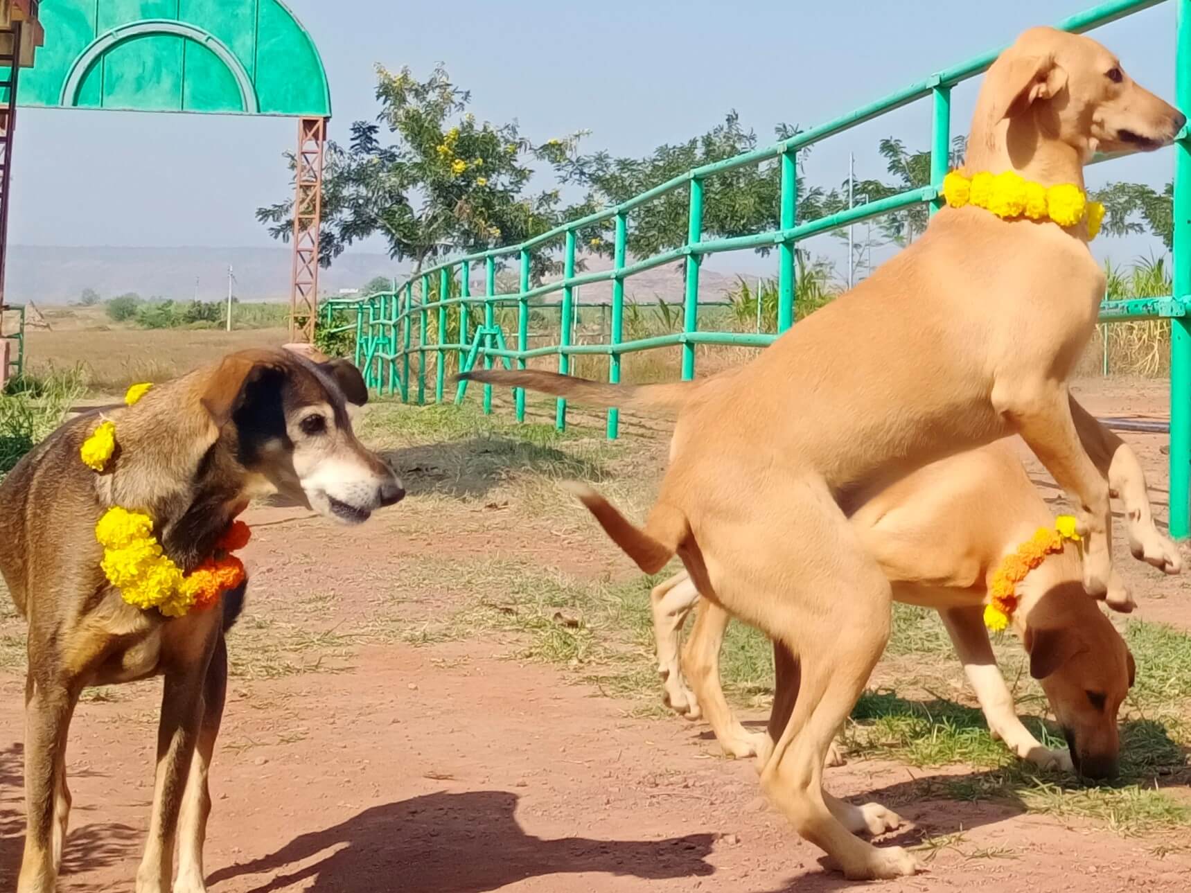 Guddi, Sweetie, and Vishal—three of the sanctuary's resident rescued canines—could barely contain their excitement over all the tasty Diwali treats.