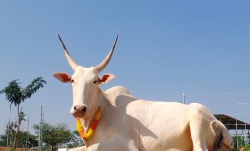 Diwali Fun and Festivities at the Sanctuary