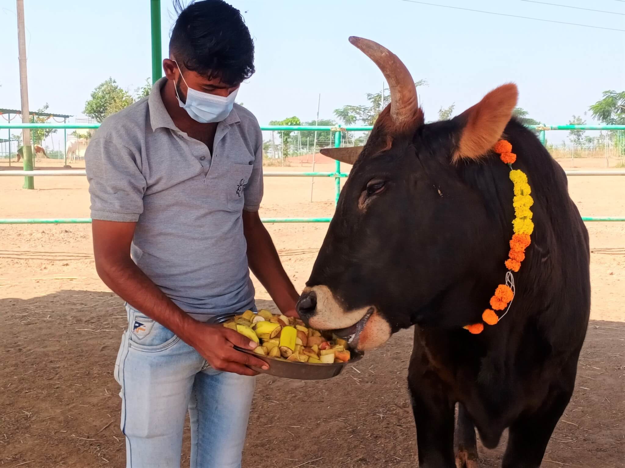 Mahadev, who was rescued as a tiny calf, is now grown and happy to gobble up a big plate of fresh fruit.