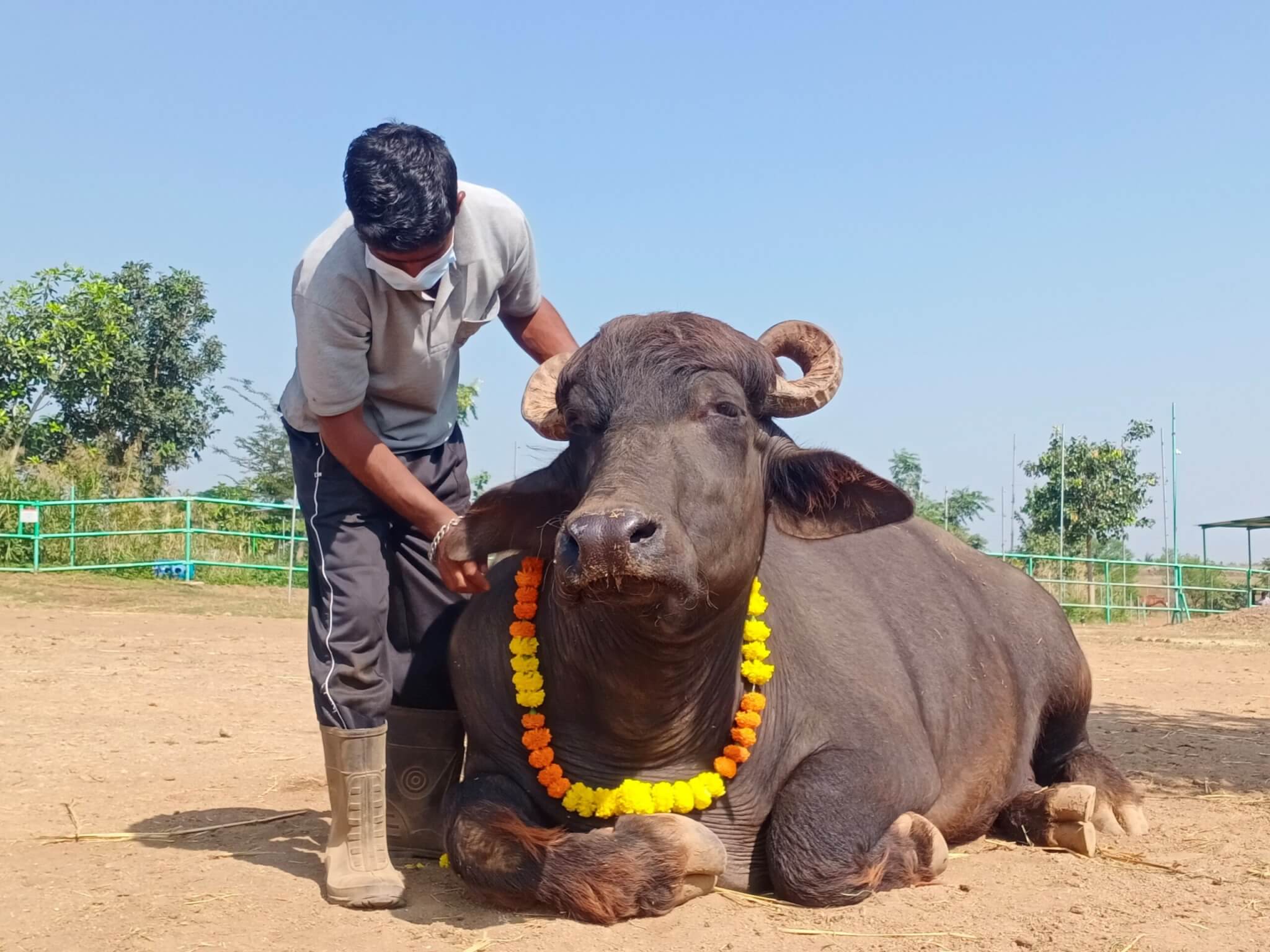 Rescued buffalo Lalu sits patiently while a staff member adjusts his flower garland.