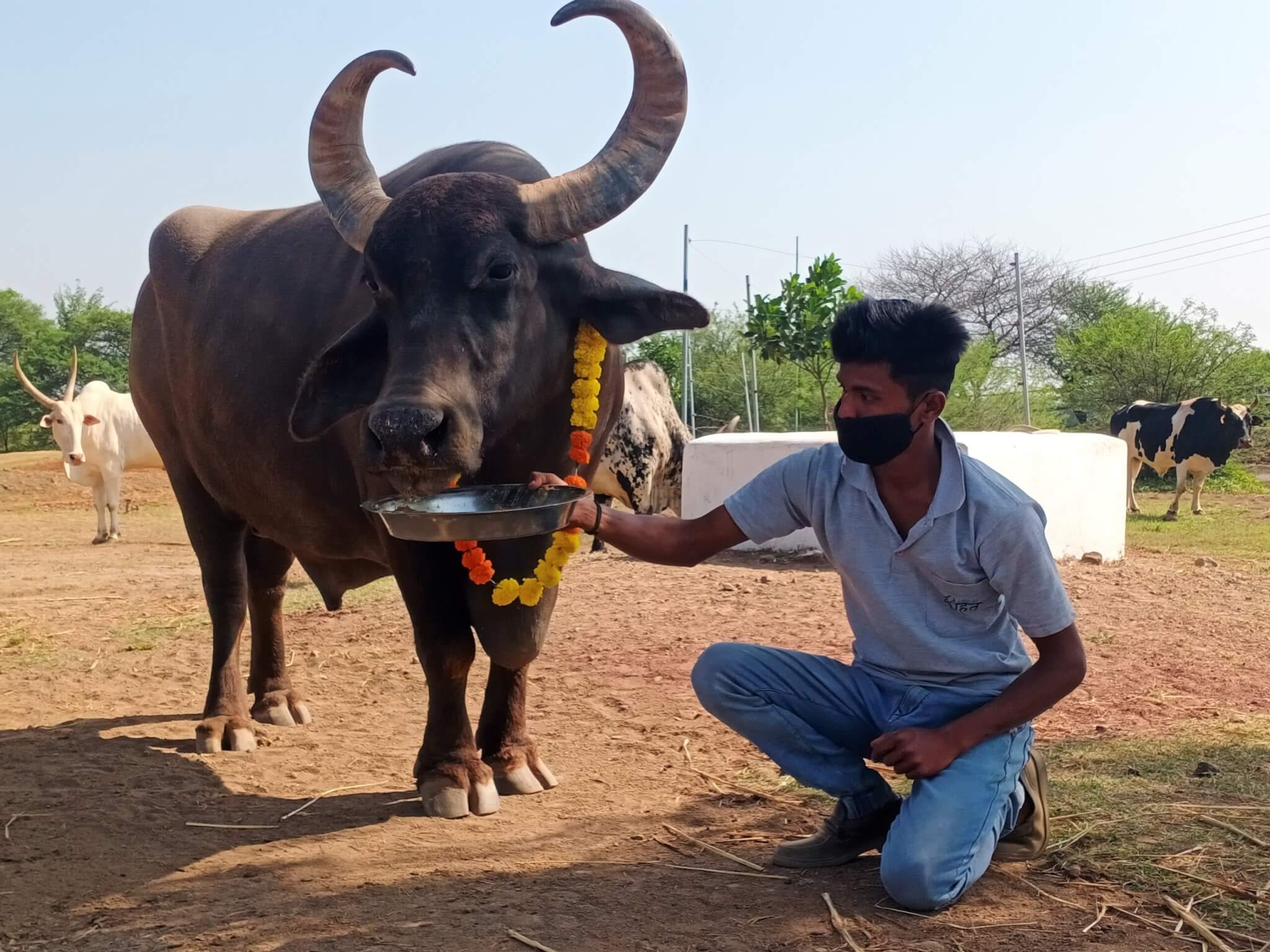 Rescued buffalo Kalu has nearly cleaned his plate, obviously a fan of the special holiday snacks.