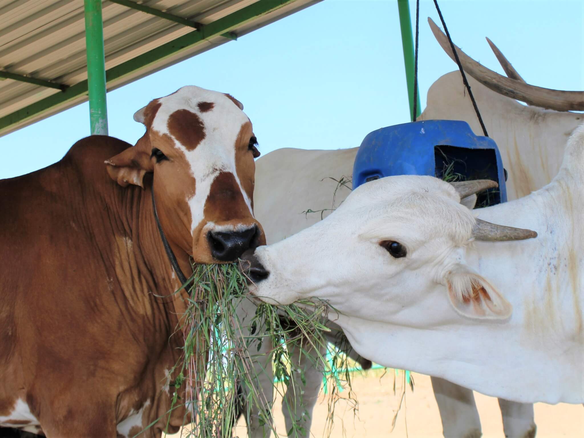 Rescued bullock Caro and cow Sheila share some fresh green grass from one of the sanctuary's puzzle feeders.