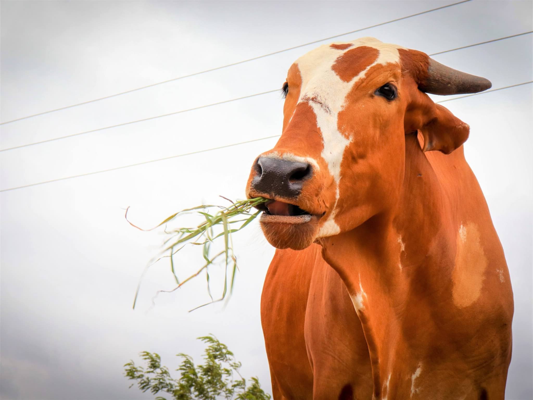 Caro chews a mouthful of grass at the sanctuary.