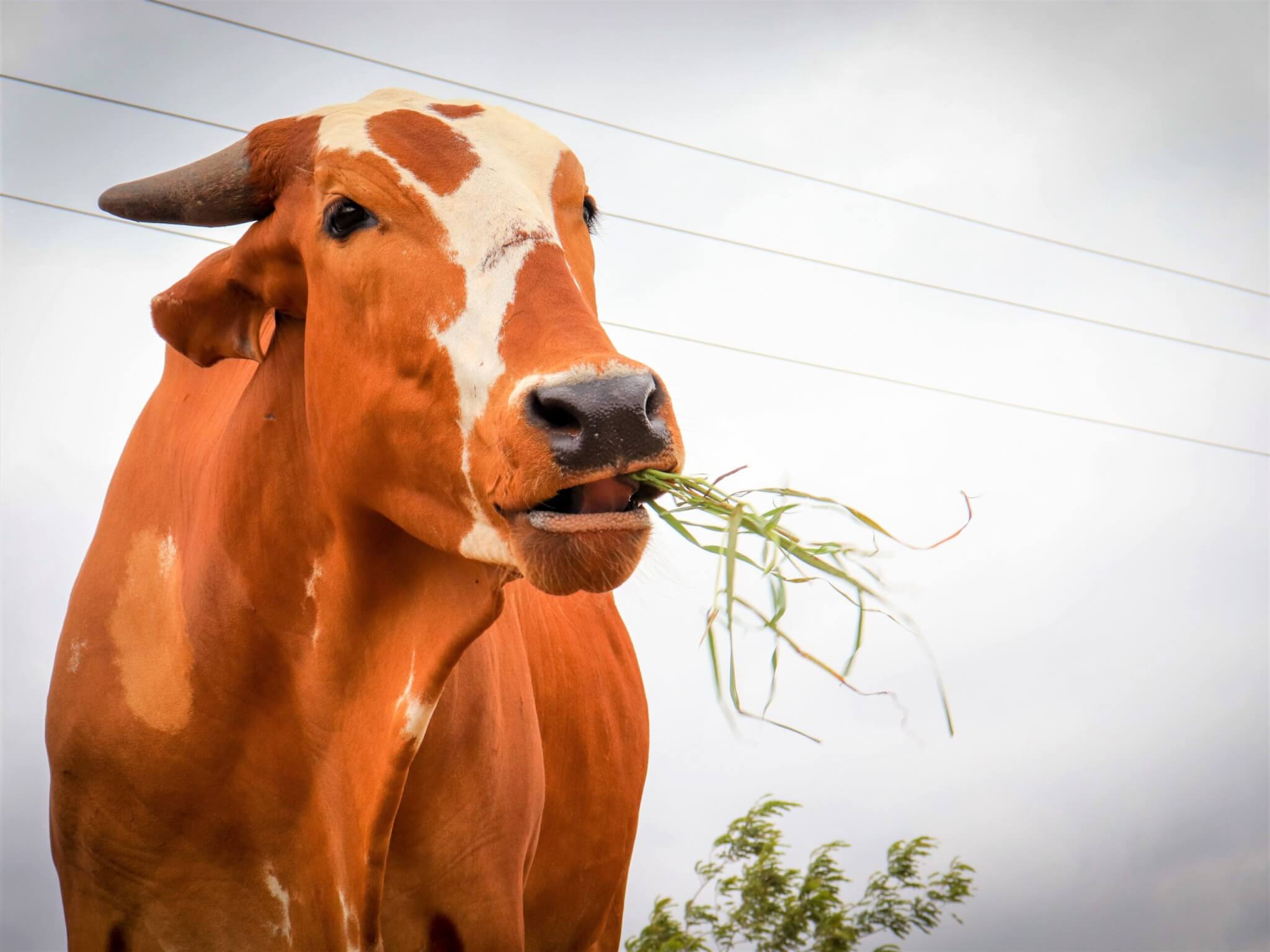 Caro chews a mouthful of grass at the sanctuary.