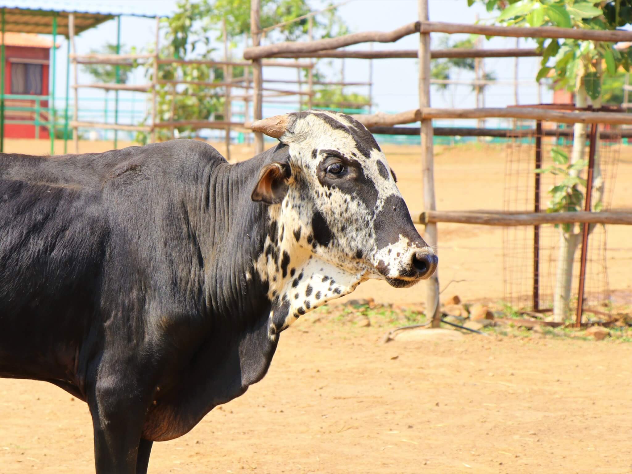 When Animal Rahat rescued Sahdev, he was roaming the streets with a rope painfully embedded in his neck. Today, heΓÇÖs rope-free and living the good life at Animal RahatΓÇÖs sanctuary.