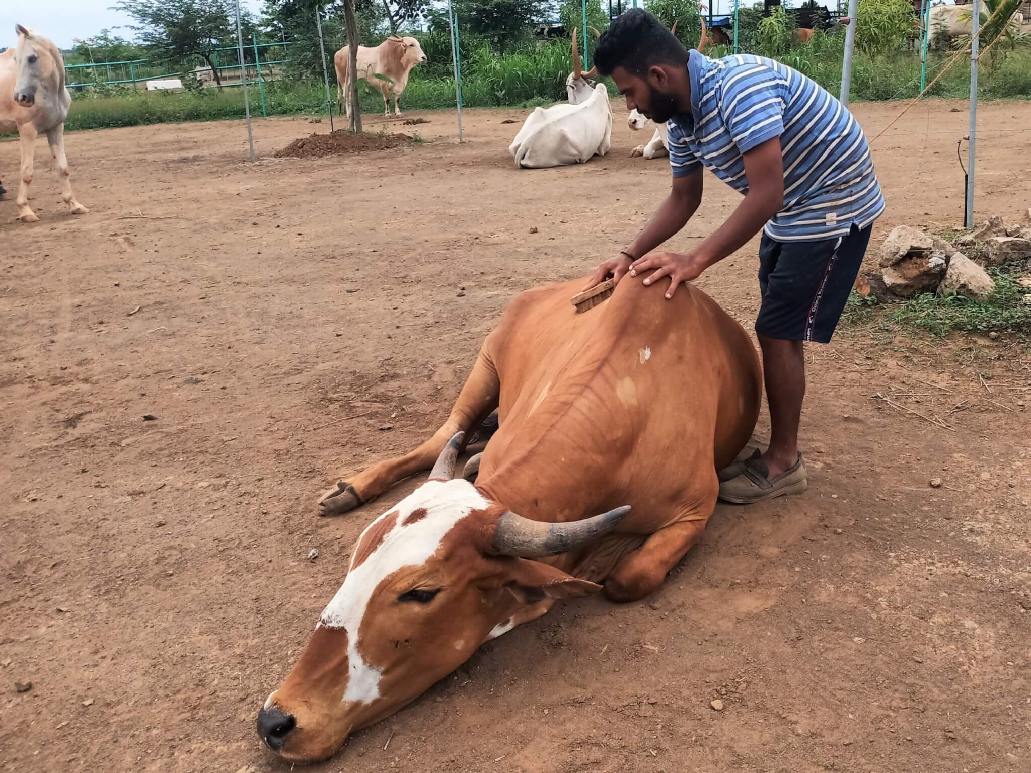 Caro enjoys an affectionate grooming session with a sanctuary staff member.