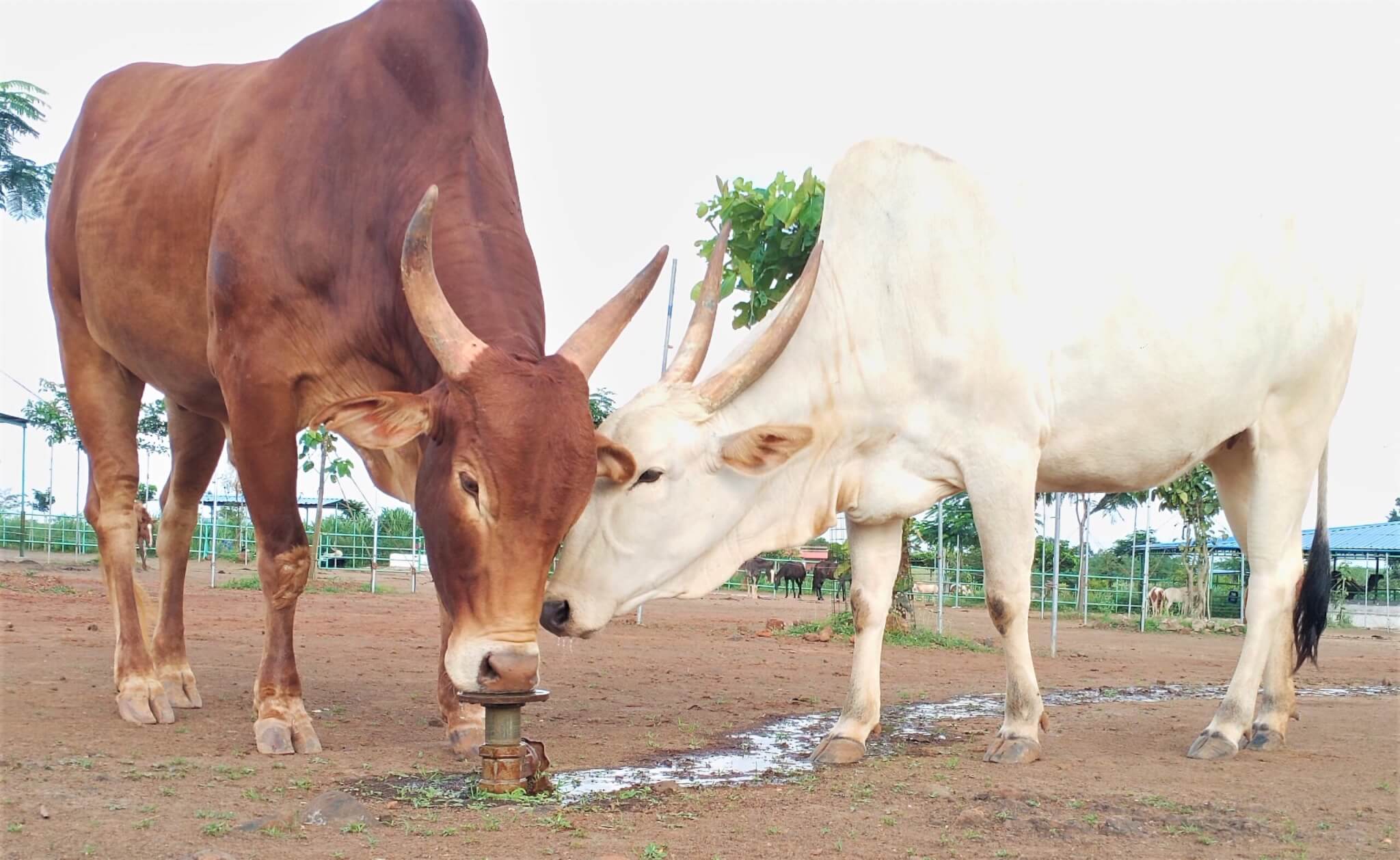 Sharon and Hanmanth enjoy a drink of fresh water from a sprinkler on the sanctuary grounds.