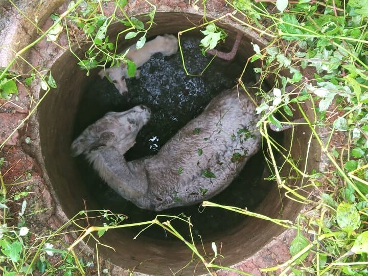 This dog and donkey found themselves trapped together in a narrow, 10-foot-deep sewage chamber, no doubt hoping help would arrive.
