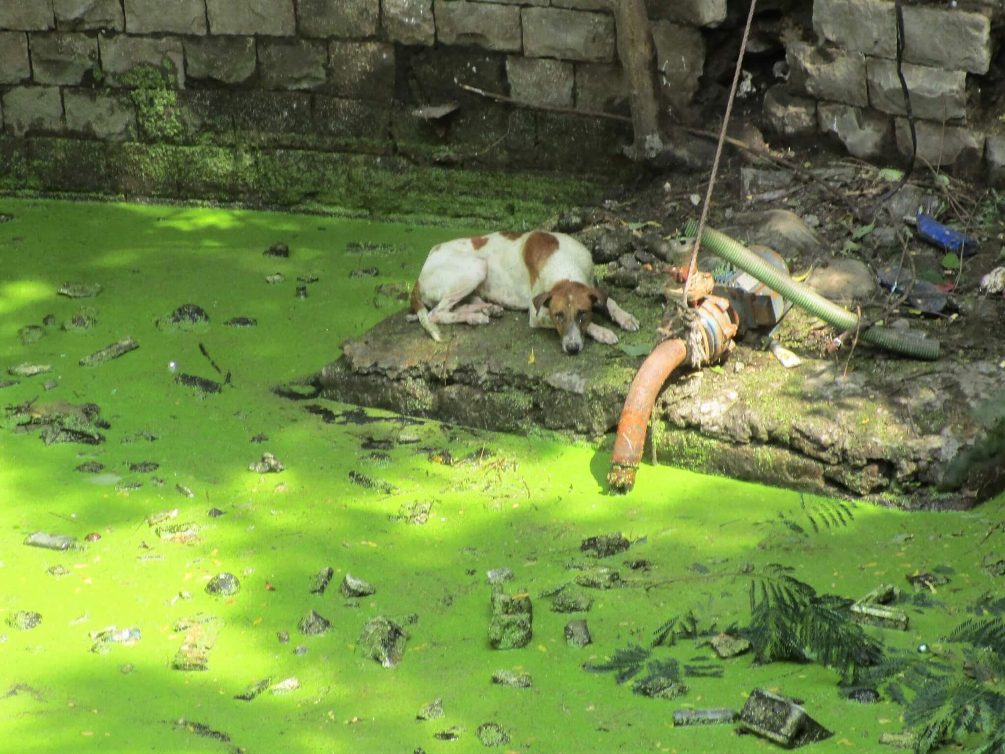 Exhausted from swimming, the dog rests on a filthy platform, no doubt hoping that someone would save him.