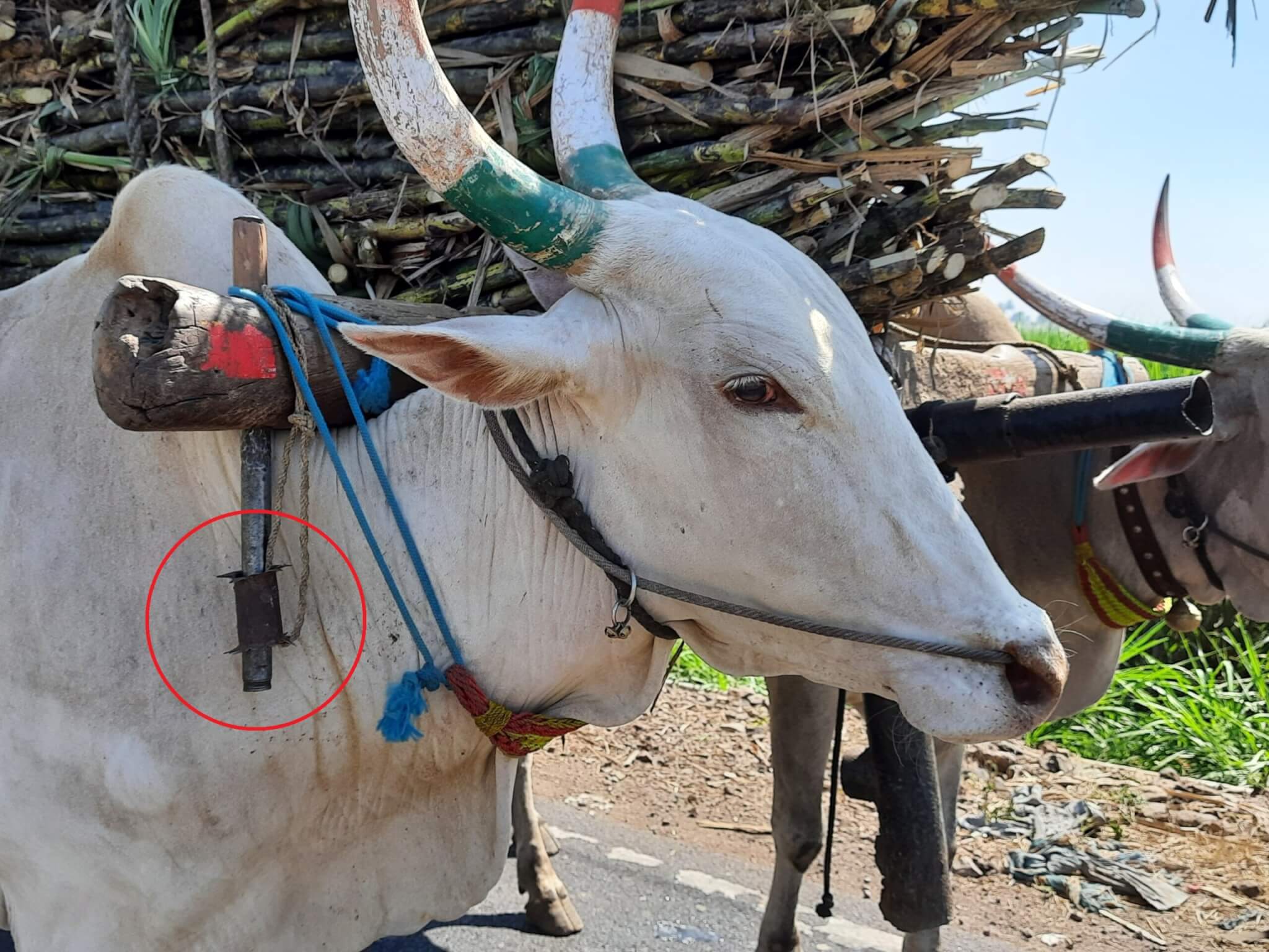 A bullock hauls a cart piled high with sugarcane while enduring the pain of a cruel nose rope and an illegal yoke spike.