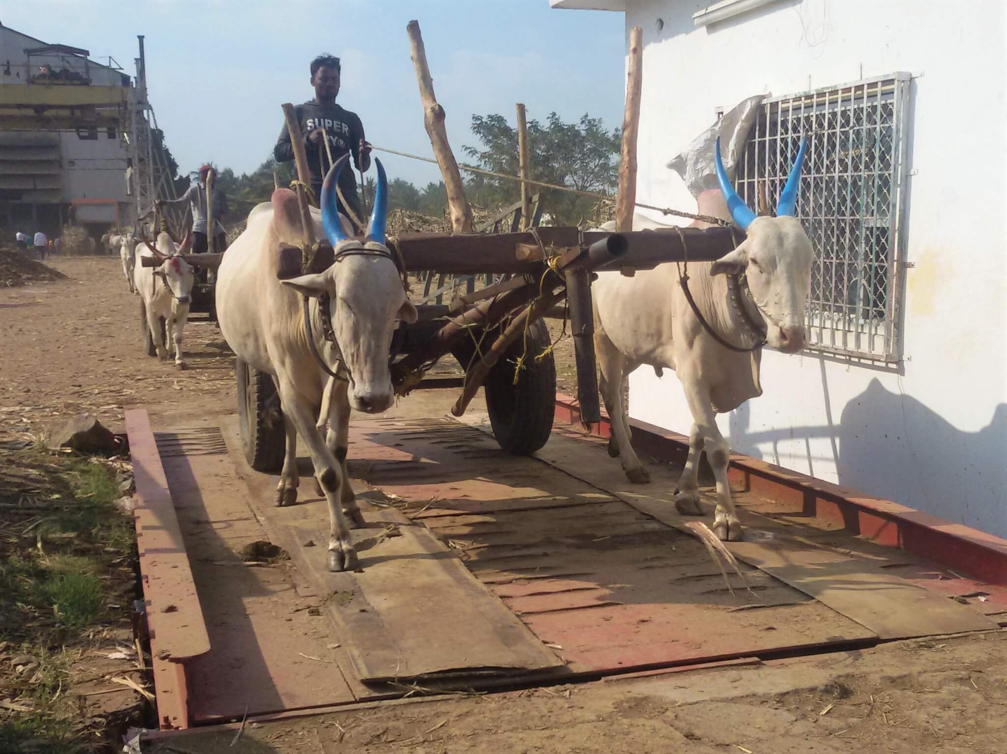 Animal Rahat covered this metal weighing platform with rubber mats to prevent slips and injuries.