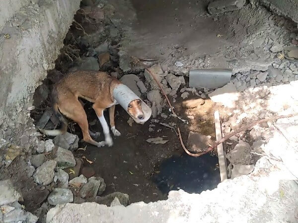 This dog was found in a drainage line with her head and neck stuck inside a large piece of PVC pipe.