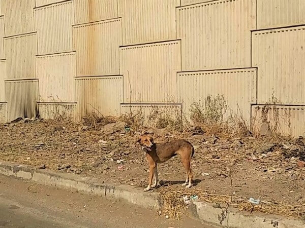 Freed from the pipe, the dog is released into the area in which she was found.