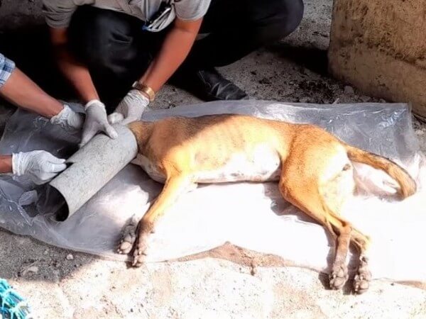 Animal Rahat’s rescue team sedated the dog and carefully removed the pipe from her head and neck.