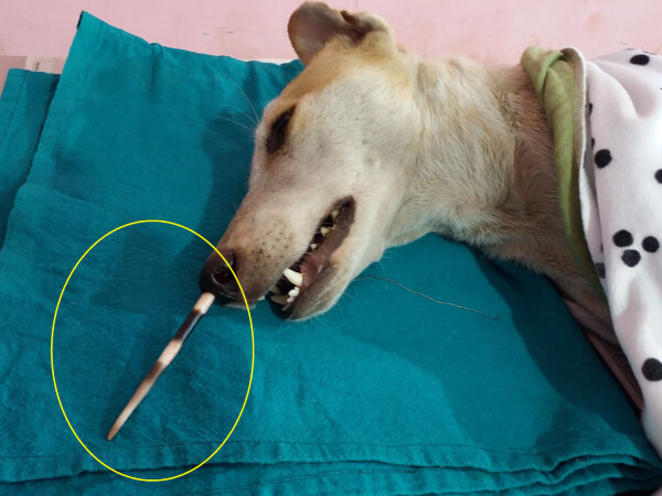 This dog was found with a long, thick porcupine quill deeply embedded in his nostril.