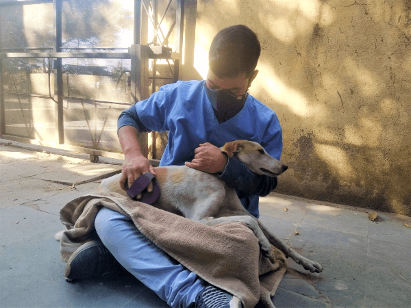 After he’s fully recovered, Partha is lovingly groomed by Animal Rahat staff.