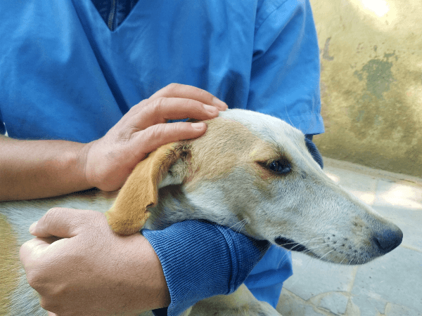 The dog is given affection before being transported back to the area in which he was found.