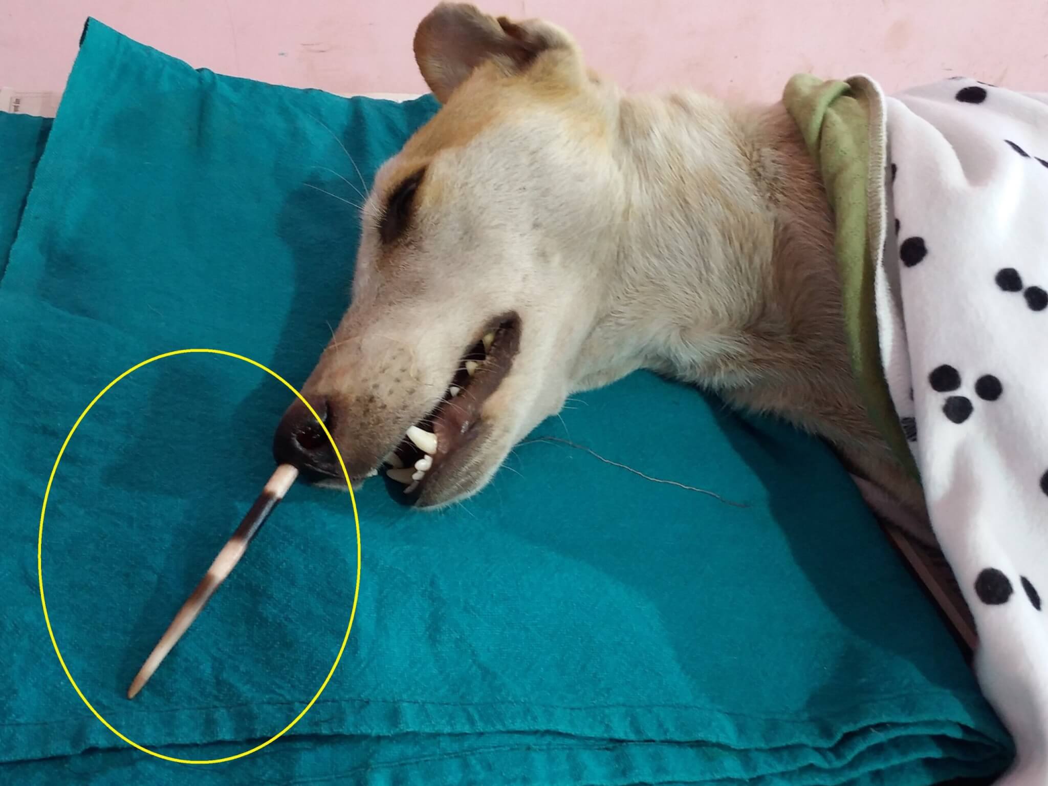 How To Take Porcupine Quills Out Of A Dog