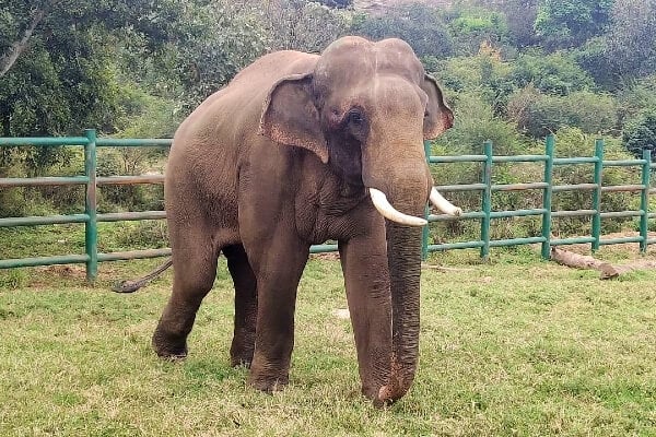 Many male elephants in musth are chained, but not Sunder! He’s able to wander around at his leisure inside a safe, spacious corral at the BBBP.