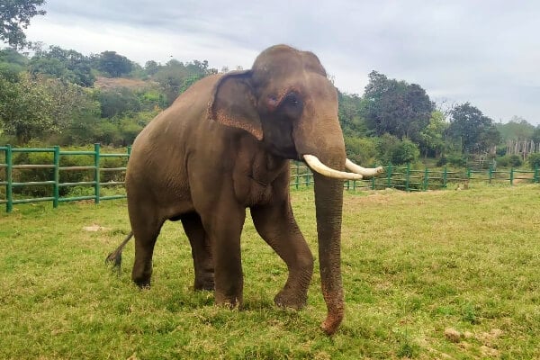 No longer kept captive in a temple and restrained by tight chains, Sunder now enjoys freedom of movement—even during musth.