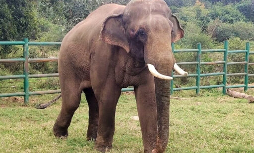 Sunder Remains Chain-Free—Even During Musth