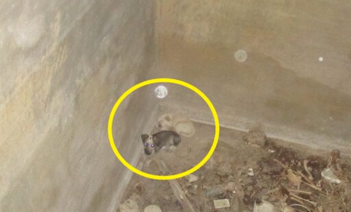 Puppies Rescued From 10-Foot-Deep Tank