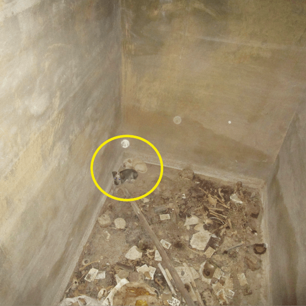 Two puppies lie at the bottom of a 10-foot-deep tank, waiting for someone to rescue them.