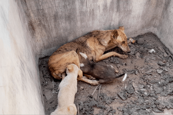 Thrilled to be out of the tank and reunited with their mother, both puppies immediately begin nursing.