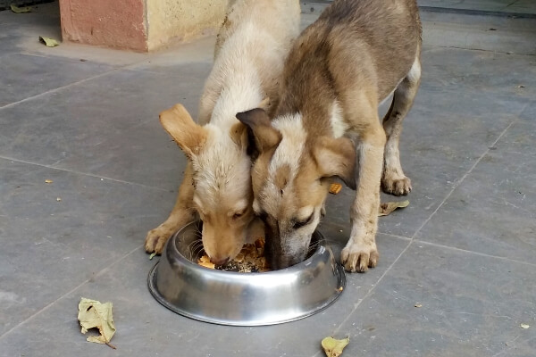 The puppies enjoy a hearty meal at Animal Rahat’s office while recovering from their sterilization surgeries.
