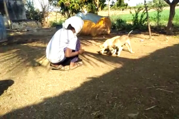 The puppies stand in the yard of their new home with their guardian, who is thrilled to have adopted them.