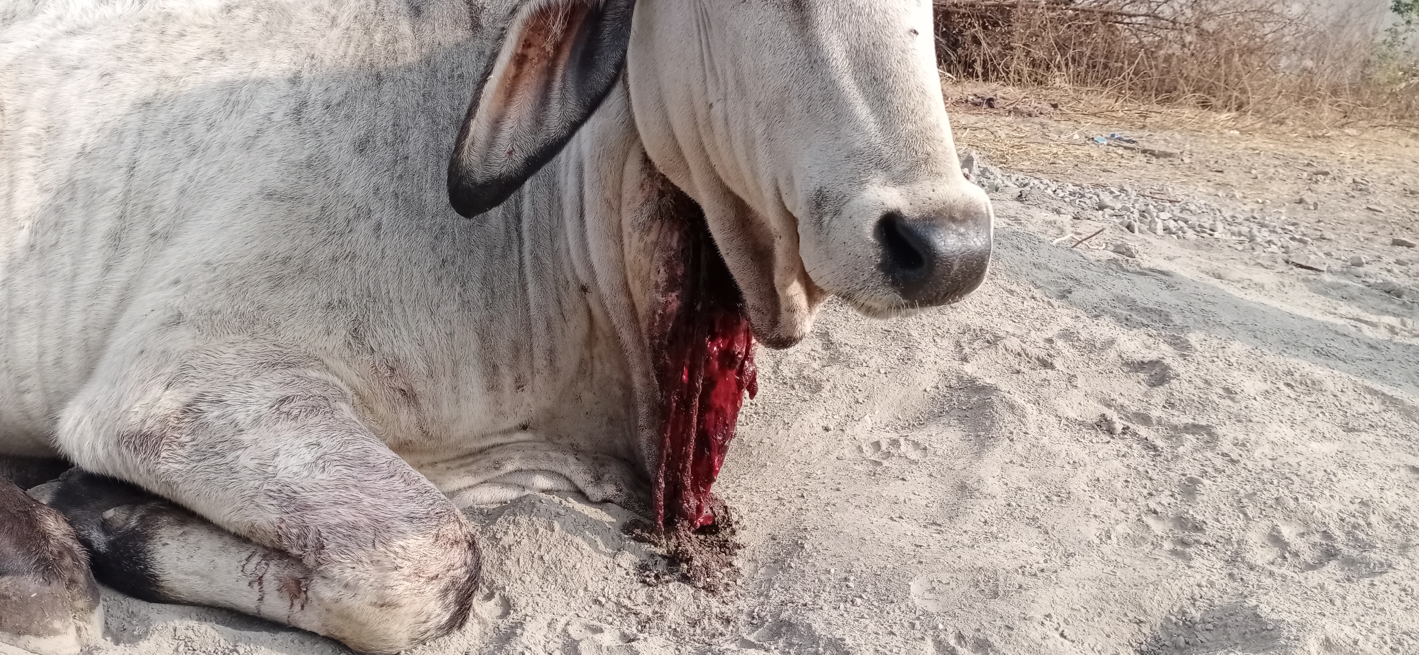 Vitthal, an abandoned young bull, suffered from a tight rope embedded in his neck.