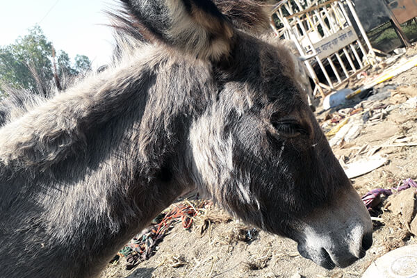 One of the donkeys before being taken to sanctuary rescued from an illegal sand-mining operation.