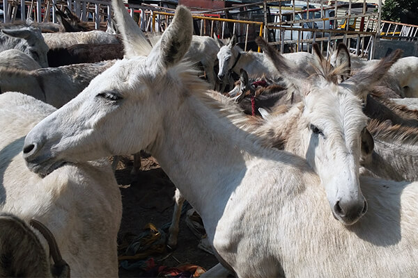 Donkeys before going to the sanctuary who were rescued from an illegal sand-mining operation.