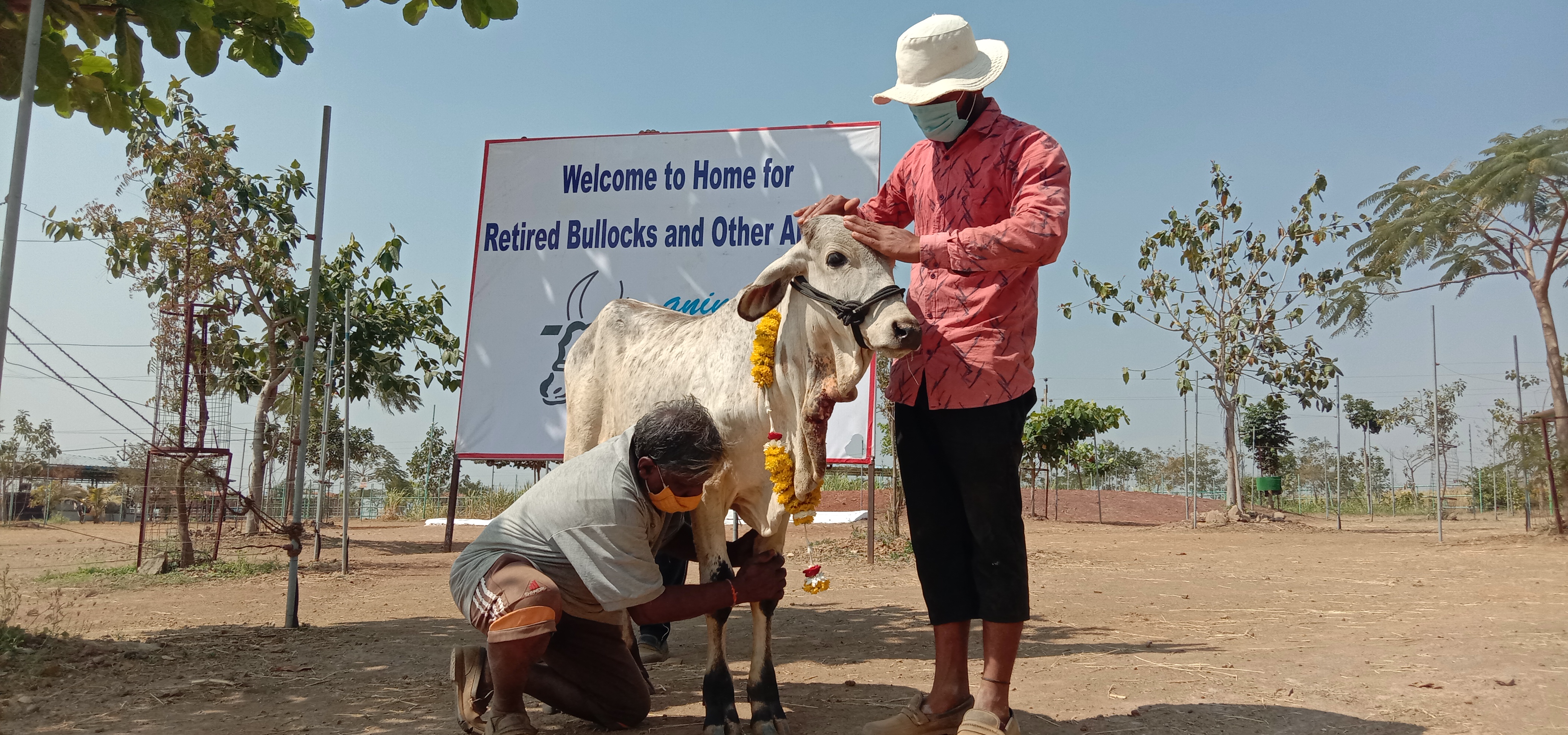 Vitthal is affectionately groomed at Animal Rahat’s Sangli Sanctuary.