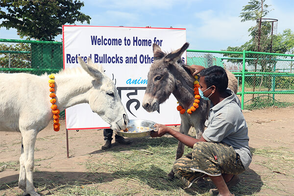Donkeys receive a warm welcome at Animal Rahat’s sanctuary.