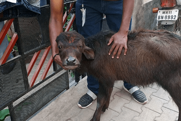 Bansi stands with an Animal Rahat staff member.