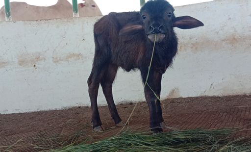 Rescued Buffalo Calf Bansi Welcomed to His New Sanctuary Home