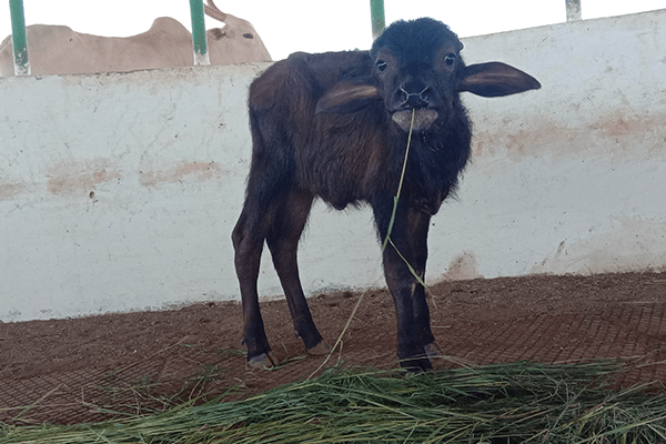 Bansi eats grass at Animal Rahat’s sanctuary in Sangli.
