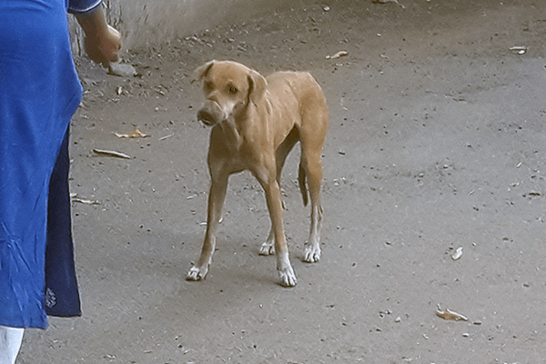A steel wire is tied tightly around a dogΓÇÖs mouth