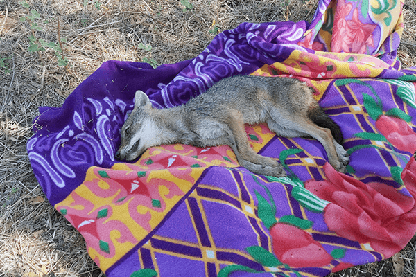 The jackal sleeps off sedation after being rescued from the well.