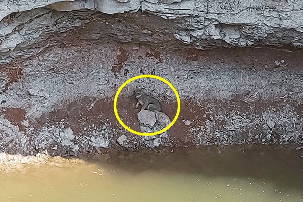 A jackal awaits his rescue at the bottom of a 60-foot-deep well.