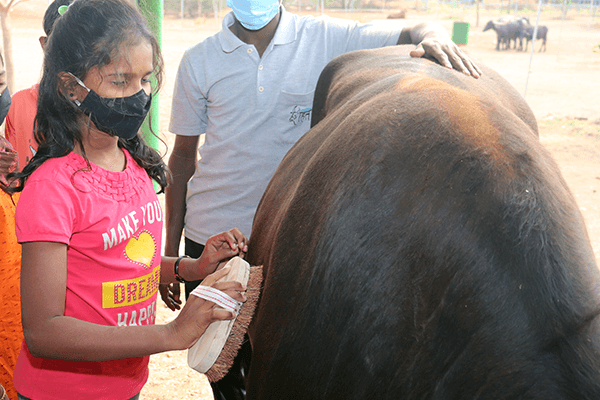 Students affectionately groom sanctuary resident Mahadev.