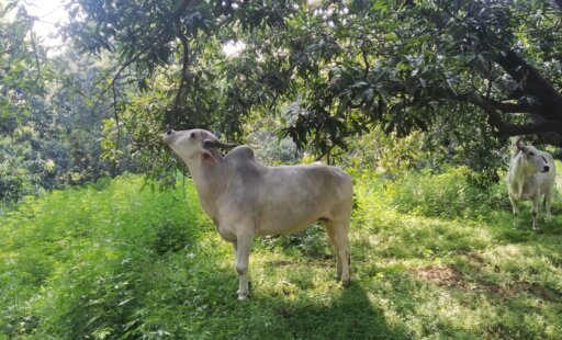 खेतों से आज़ादी: 100,000 बैलों को काम से मिली मुक्ति