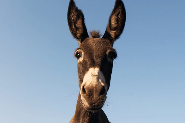 A donkey rescued by Animal Rahat.