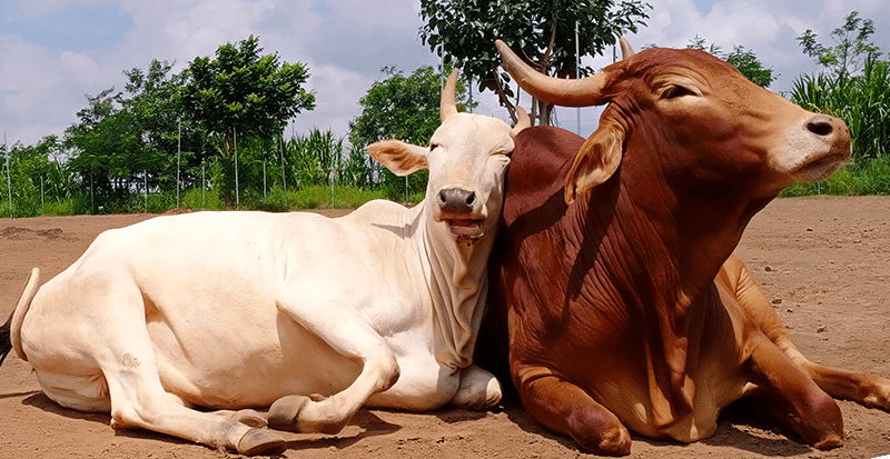 Sanctuary residents Sharon (left) and Hanmanth enjoy the sunshine together.