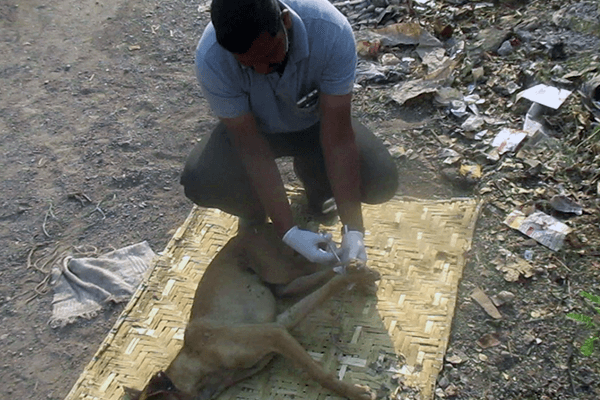 An Animal Rahat staffer gingerly removes the ropes around the dog’s legs.