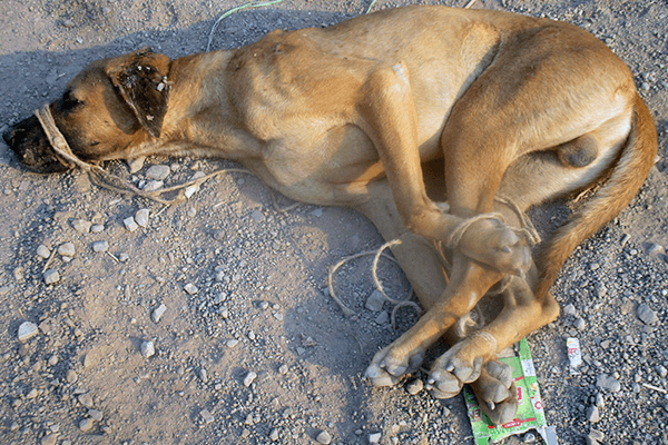 A terrified and abandoned dog lies helpless on the ground with his legs bound and mouth tied shut with rope.