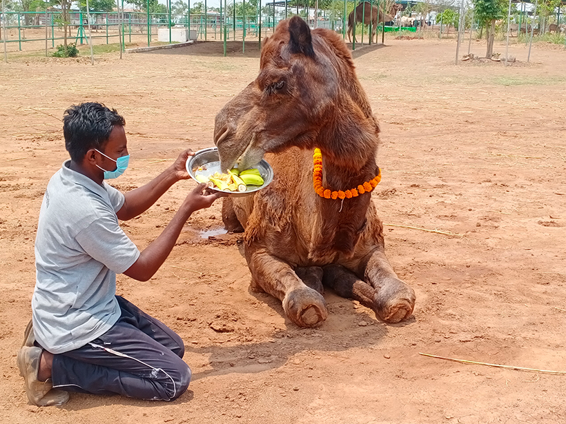 Afzal celebrates a holiday at one of Animal RahatΓÇÖs sanctuaries.