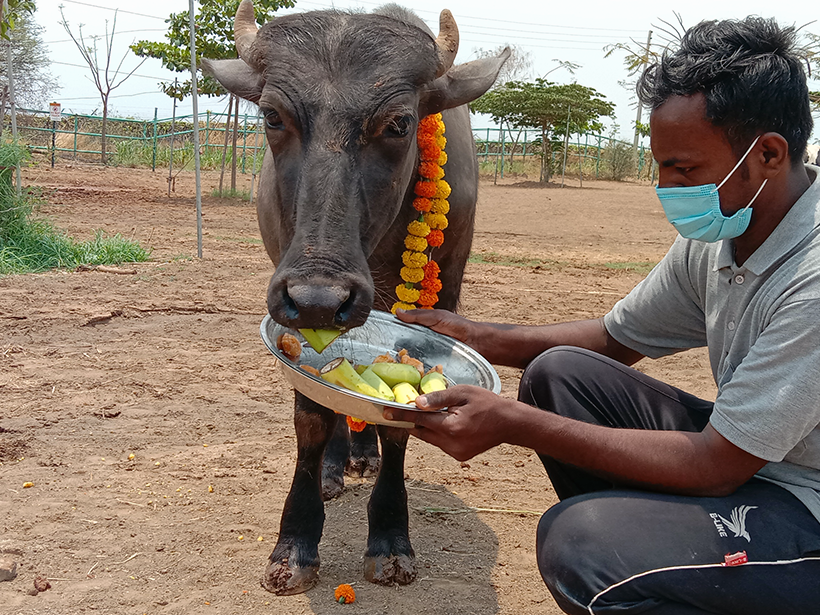 Bablu celebrates a holiday at one of Animal RahatΓÇÖs sanctuaries.